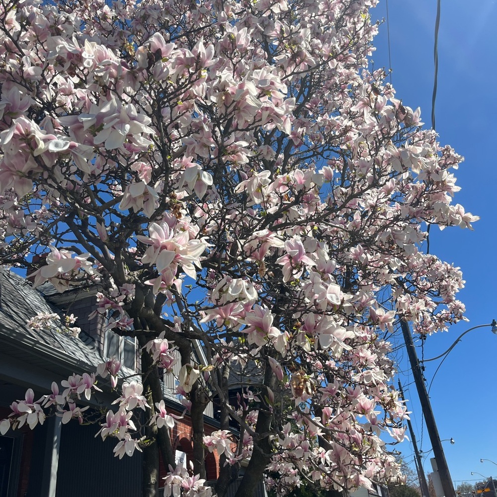 Meet your Posher, Vivian